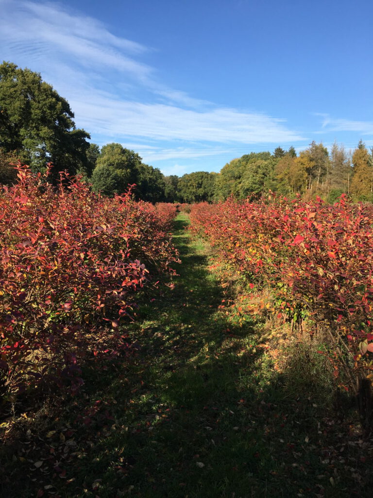 Laubverfärbung auf der Heidelbeer-Plantage