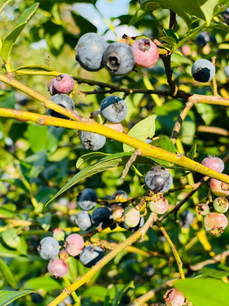 Heidelbeeren am Strauch